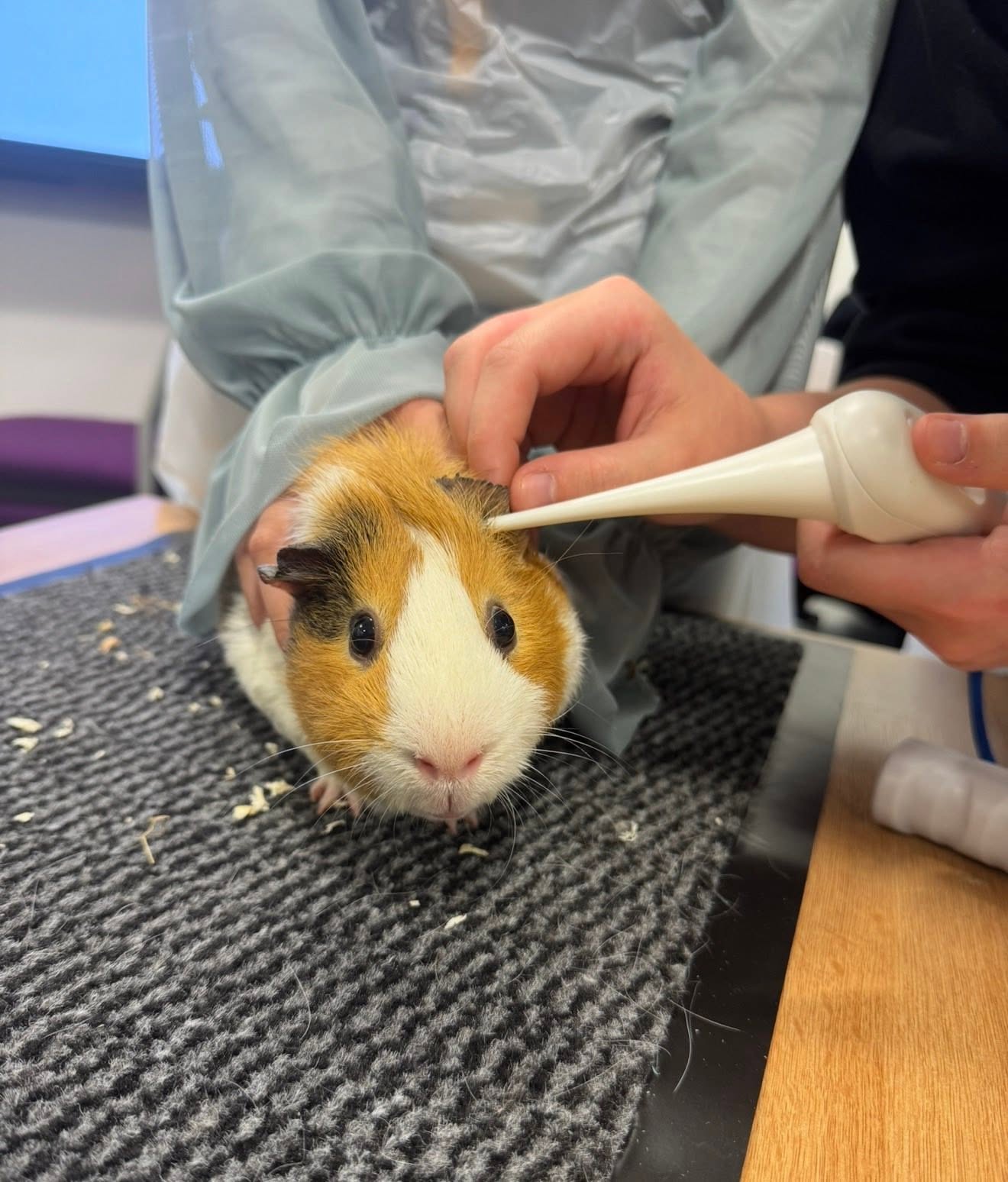 Supporting Animal Care Students at Blackburn College