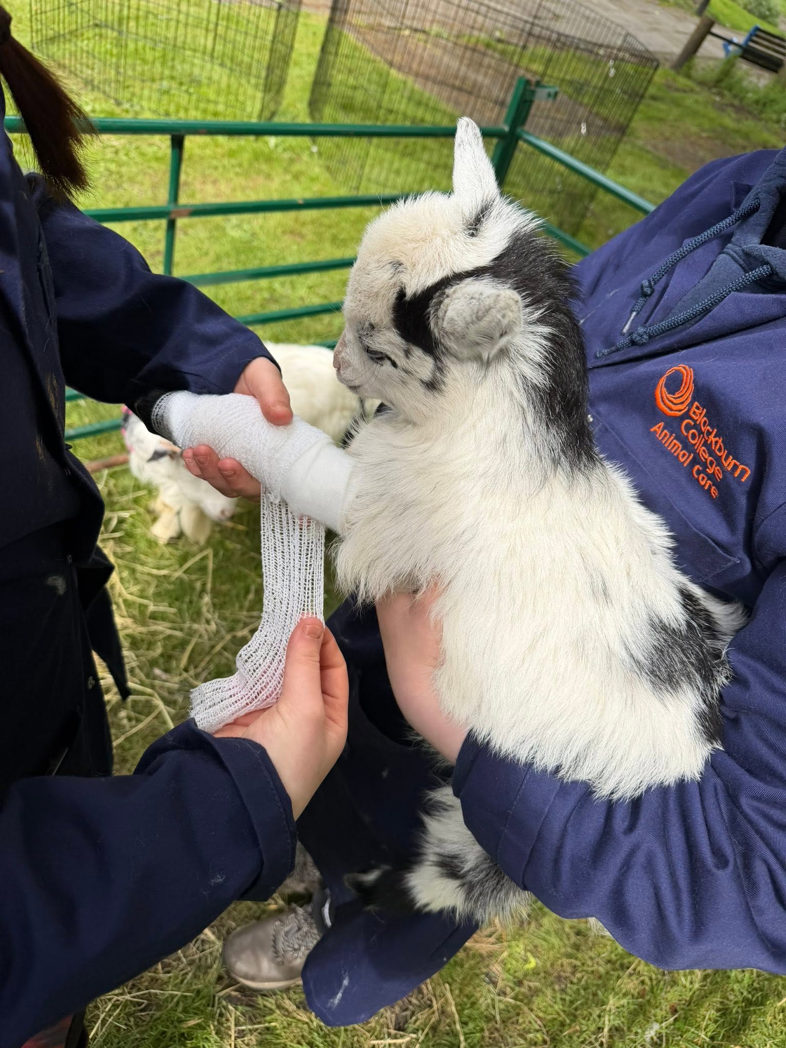 Blackburn College animal care practical learning photograph 3