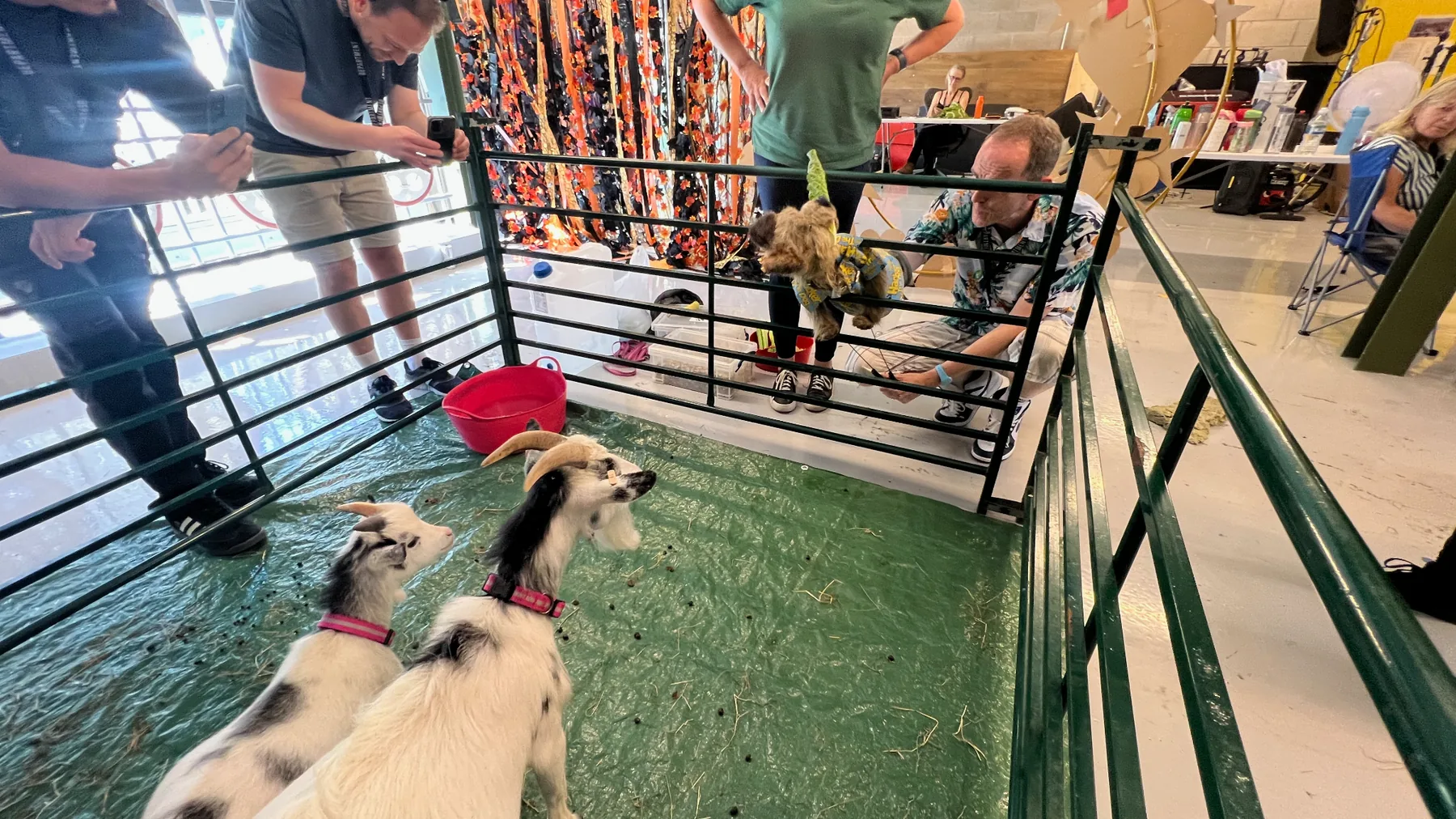Pygmy goats waiting backstage during a television production