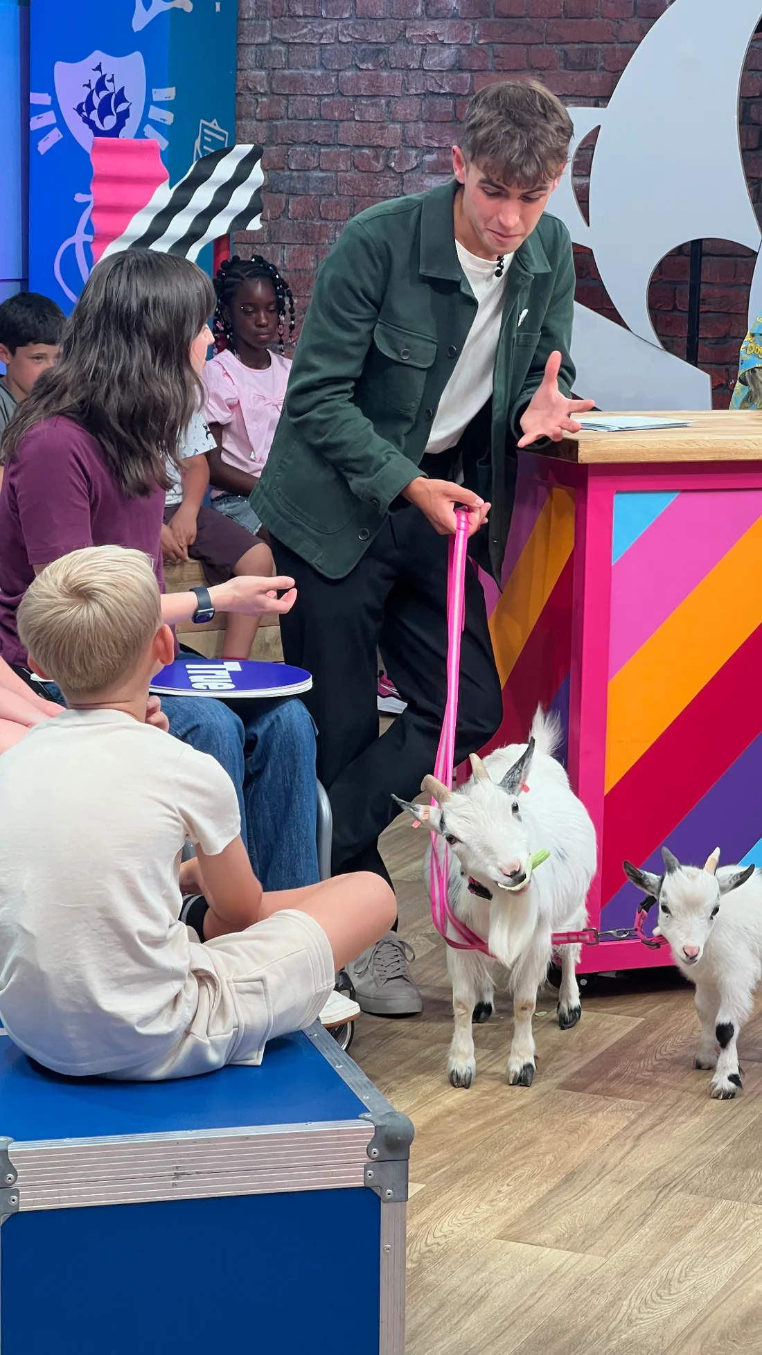 Two pygmy goats meeting a guest presenter in a television studio