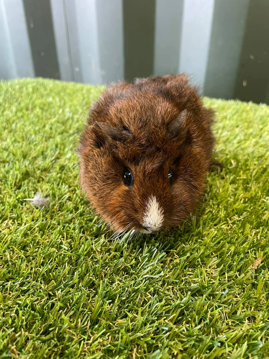Guinea pig from Emily's Mini Farm