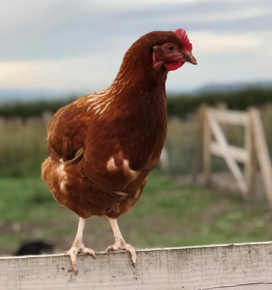 Hen at Emily's Mini Farm