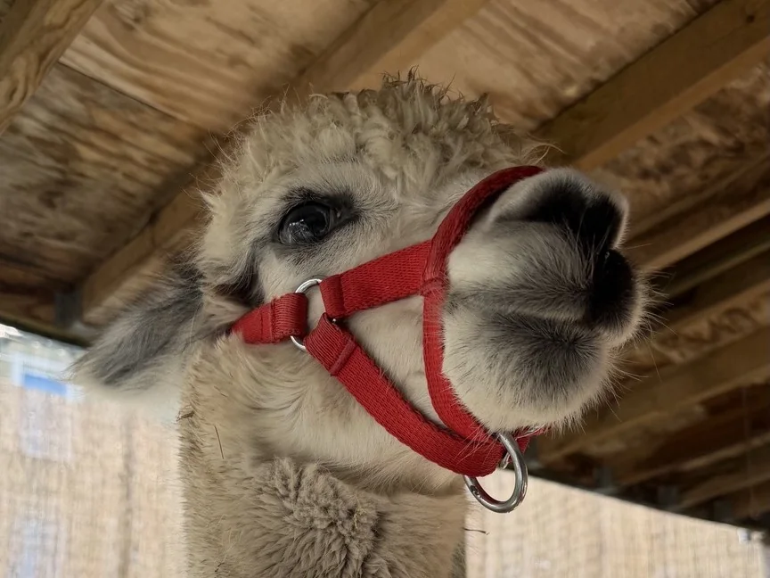 Close-up of one of Emily's Mini Farm alpacas wearing a red halter